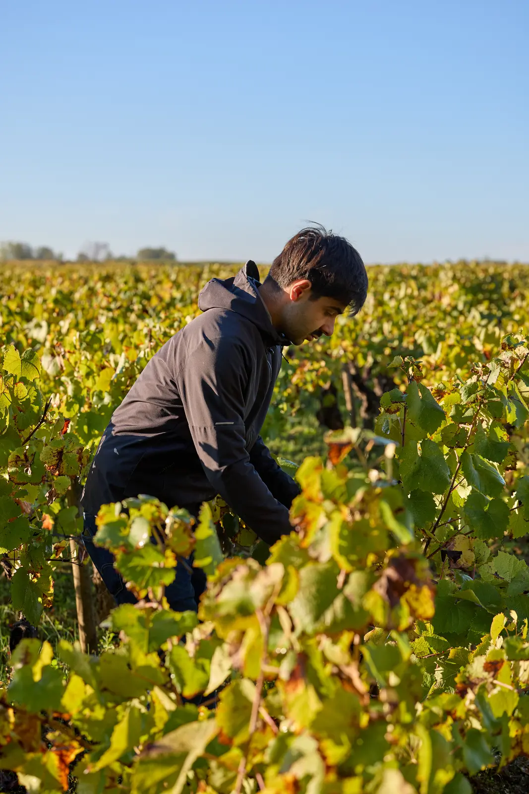 Un vigneron taille la vigne aux couleurs d'automne